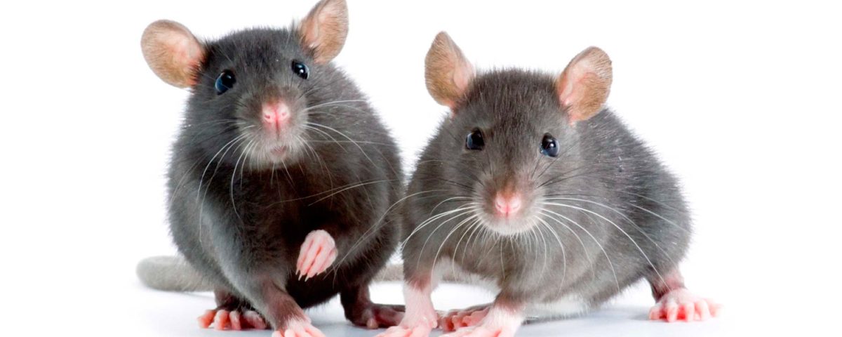 Household Pests